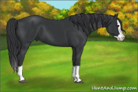 Horse Color:Black Splash