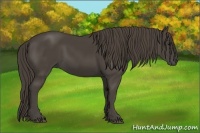 Horse Color:Smoky Black 