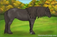 Horse Color:Smoky Black 
