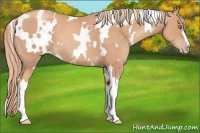 Horse Color:White Spotted Gold Champagne