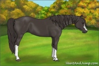 Horse Color:Smoky Black 