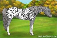 Horse Color:Black Appaloosa 