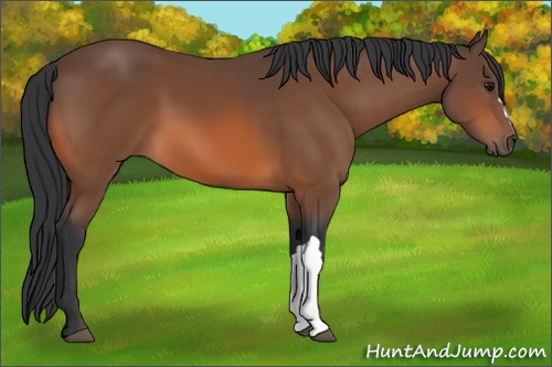Horse Color: Bay 