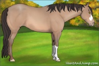Horse Color:Amber Champagne 