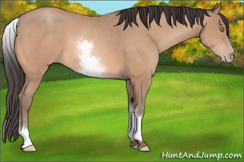 Horse Color: White Spotted Amber Champagne 