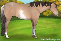 Horse Color:White Spotted Amber Champagne 