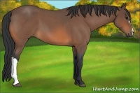 Horse Color:Bay Roan 