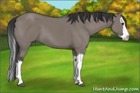 Horse Color:Grullo Splash 