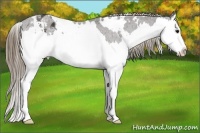 Horse Color:White Spotted Smoky Black Splash Appaloosa 