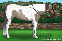 Horse Color:Smoky Grullo Tobiano Rabicano 