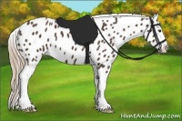 Horse Color:Liver Red Roan Splash Appaloosa 