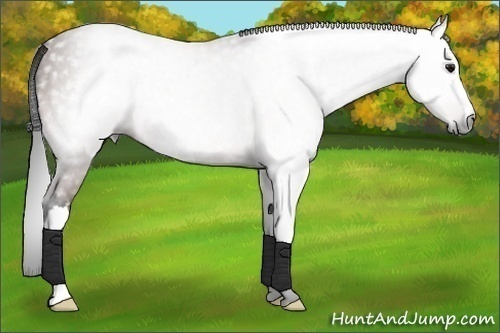 Horse Color:Gray Bay 