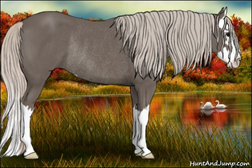 Horse Color: Silver Black Sabino Splash Rabicano 