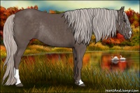 Horse Color:Silver Black Sabino Rabicano 
