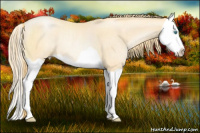 Horse Color:Buckskin Pearl Splash Rabicano