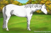 Horse Color:Black Splash Tobiano Appaloosa 
