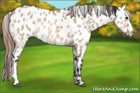 Horse Color:Bay Dun Near Leopard 