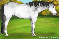 Horse Color:White Spotted Black 