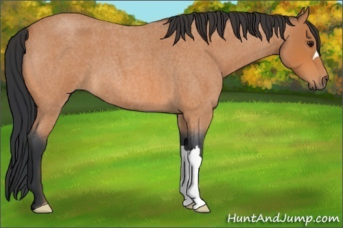 Horse Color: Bay Roan 