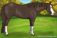Horse Color:Liver Chestnut Splash 