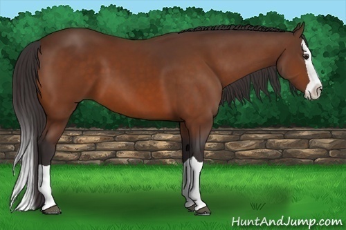 Horse Color: Buckskin Splash 