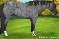 Horse Color:Blue Roan 