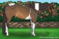Horse Color:Buckskin Tobiano 