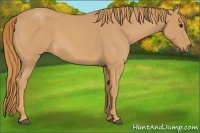 Horse Color:Red Roan Rabicano 