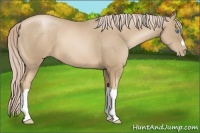 Horse Color:Chocolate Palomino Pearl 