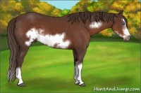 Horse Color:Liver Chestnut Sabino Splash Frame 