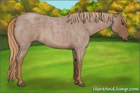 Horse Color:Red Roan Rabicano 
