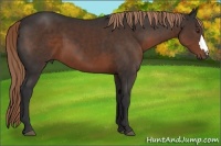 Horse Color:Liver Chestnut 