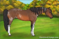 Horse Color:White Spotted Bay 