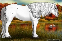 Horse Color:Black Splash Appaloosa