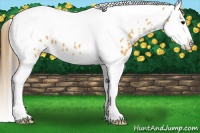 Horse Color:Buckskin Splash Tobiano Leopard 