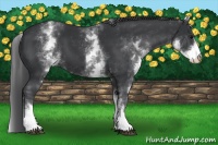 Horse Color:White Spotted Black
