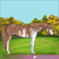 Horse Color:White Spotted Chestnut 