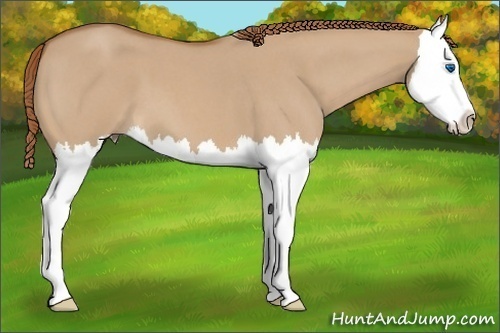 Horse Color:Red Dun Roan Splash 
