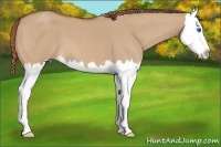 Horse Color:Red Dun Roan Splash 