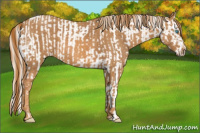 Horse Color:Cremello Splash Appaloosa Brindle