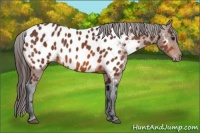 Horse Color:Bay Near Leopard 