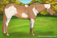 Horse Color:Cremello Splash  Brindle
