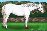 Horse Color:Buckskin Dun Near Leopard 