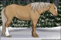Horse Color:Chocolate Palomino Dun 