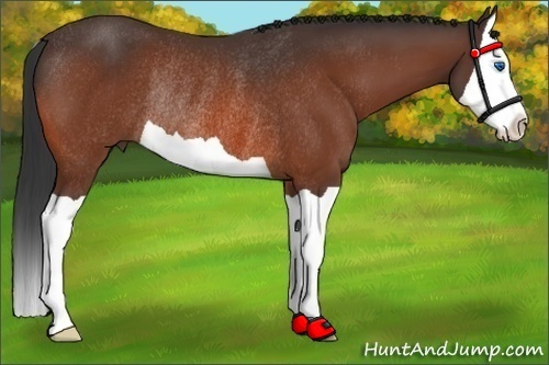 Horse Color: Bay Splash Rabicano 