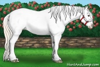 Horse Color:Palomino Tobiano Blanket 