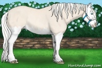 Horse Color:Cremello Splash Rabicano 