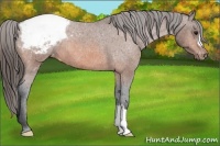 Horse Color:Bay Snowcap 