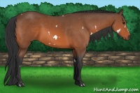 Horse Color:White Spotted Bay 