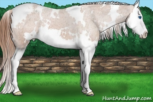 Horse Color: White Spotted Chestnut Splash Blanket 